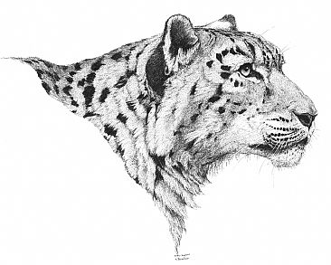 Snow Leopard - Snow Leopard by Kirsten Bomblies